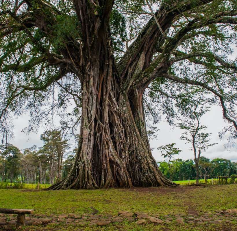 Tree root protection